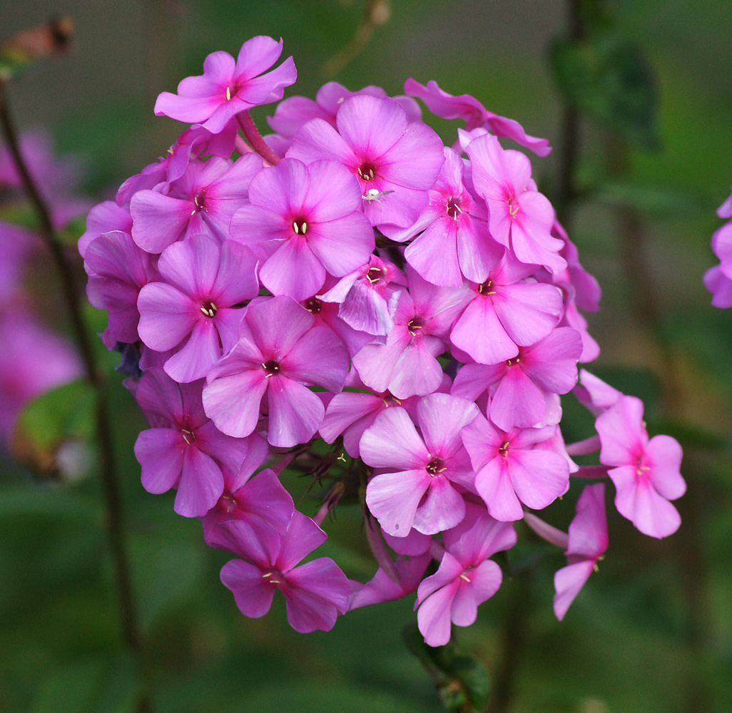 Изображение особи Phlox paniculata.