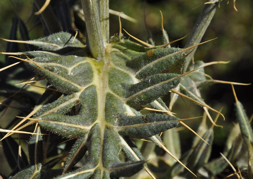 Image of Cirsium eriophorum specimen.
