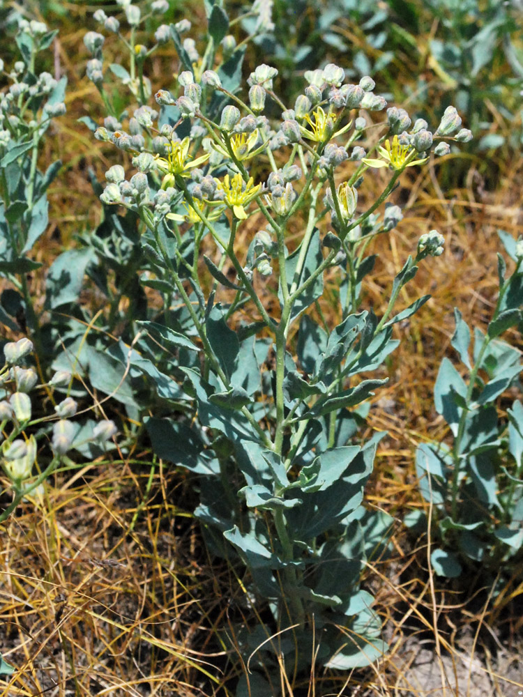 Image of Haplophyllum versicolor specimen.