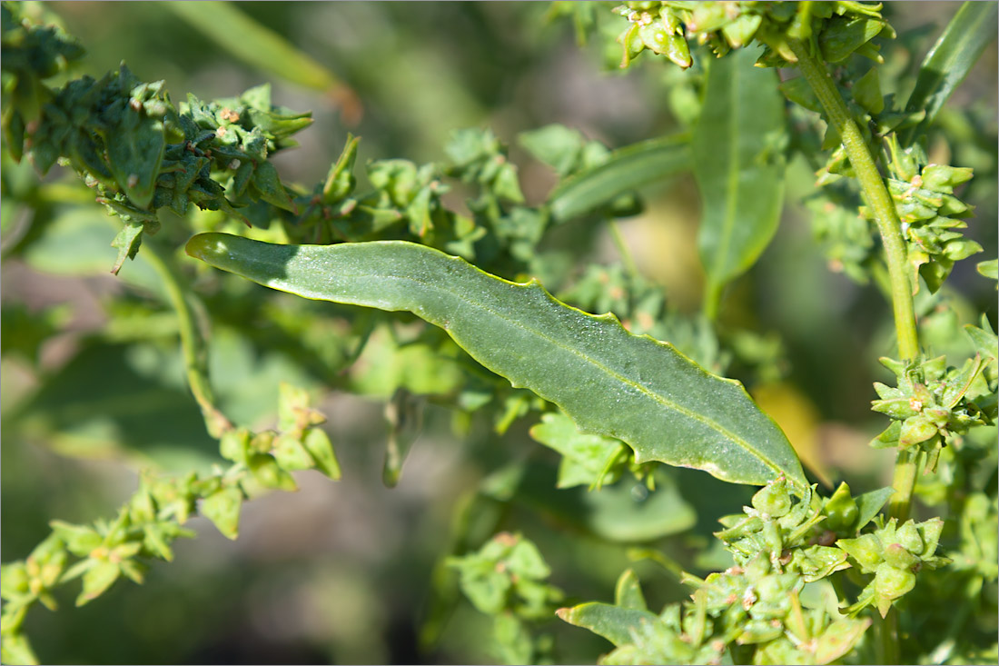 Image of Atriplex nudicaulis specimen.