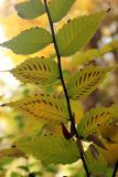 Zelkova schneideriana. Часть молодого побега. Узбекистан, г. Ташкент, Ботанический сад им. Ф.Н. Русанова. 09.11.2013.