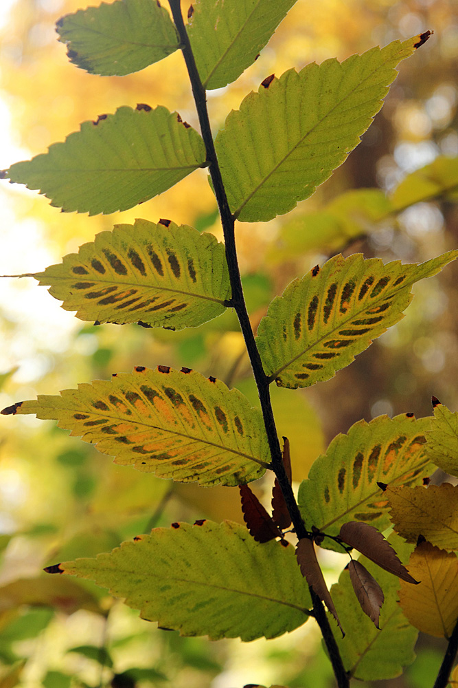 Image of Zelkova schneideriana specimen.