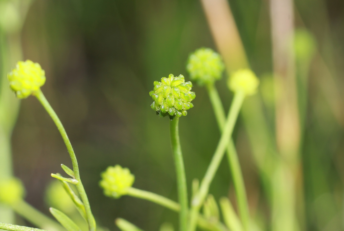 Изображение особи Ranunculus ophioglossifolius.