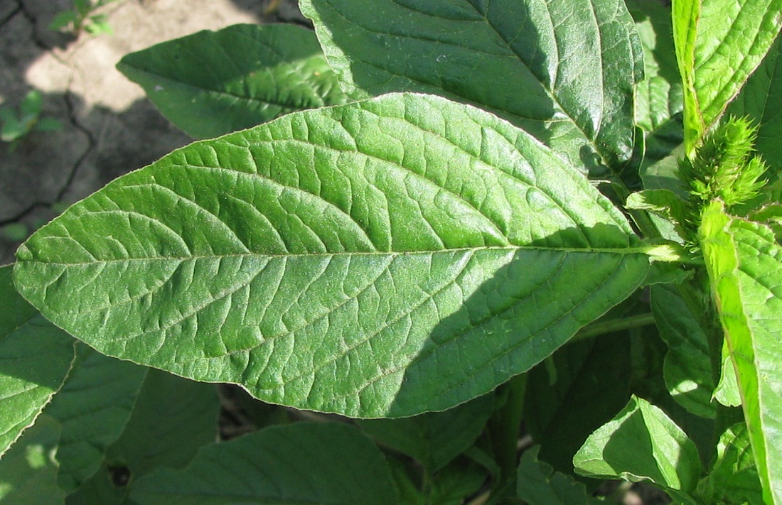 Image of Amaranthus retroflexus specimen.