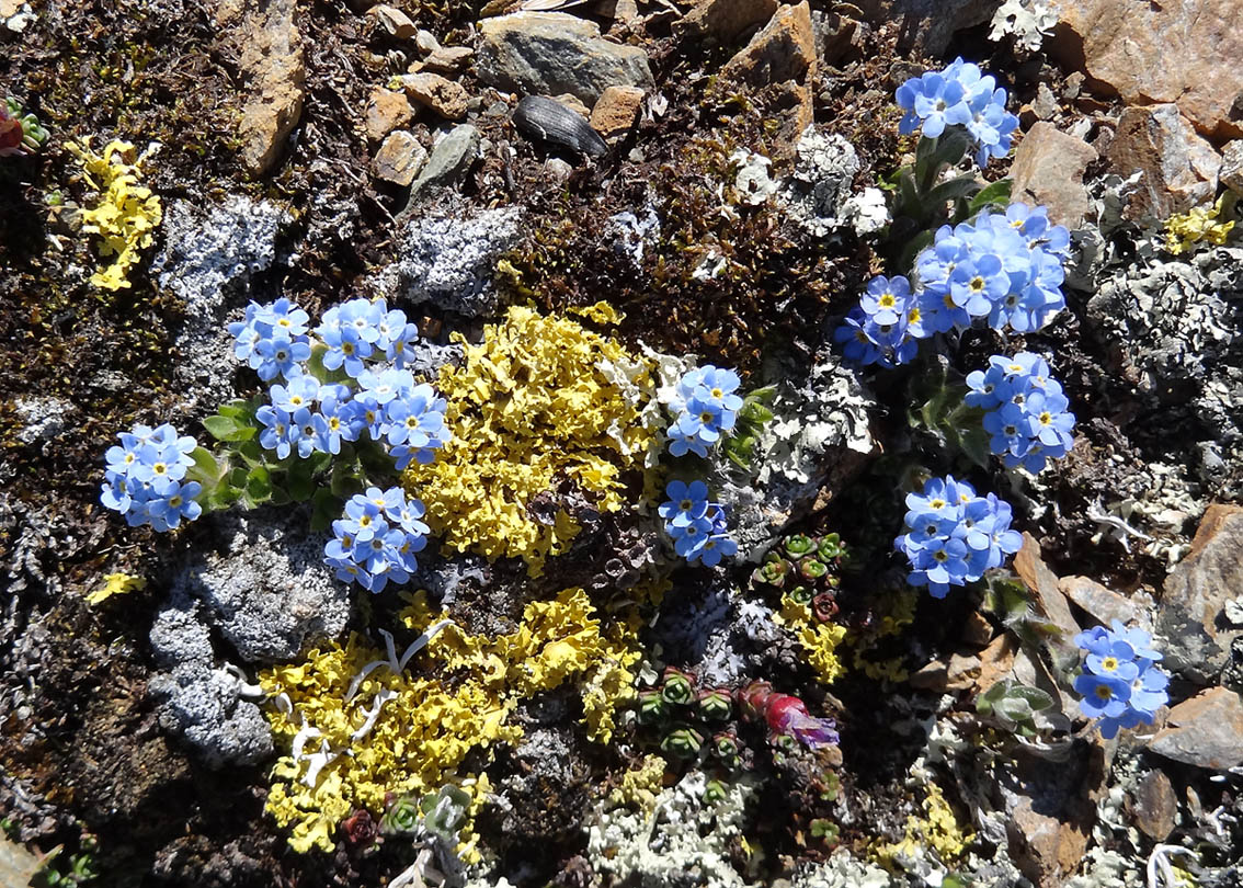 Изображение особи Eritrichium villosum.