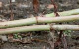 Rumex triangulivalvis