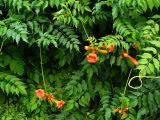 Campsis radicans