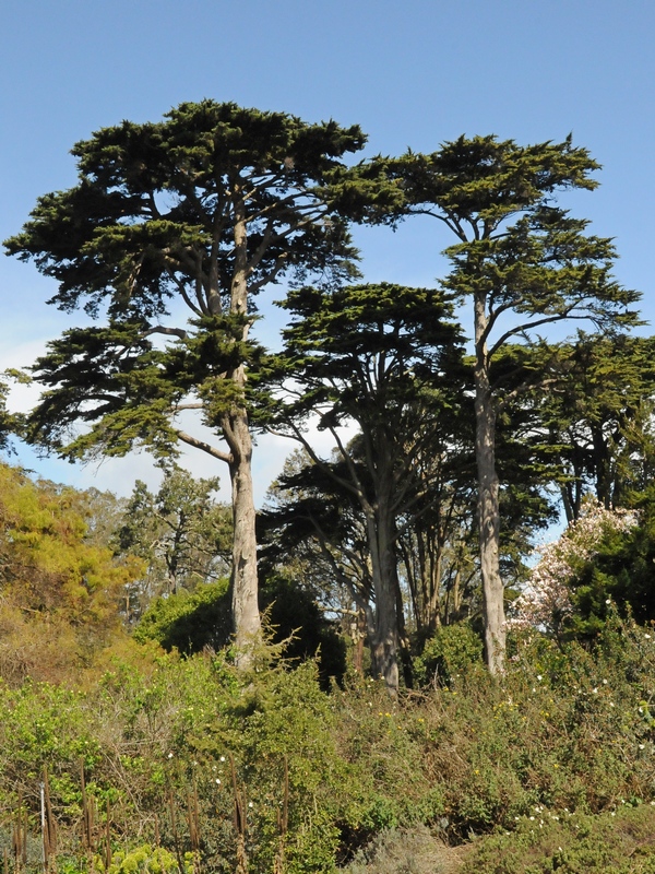 Image of Cupressus macrocarpa specimen.