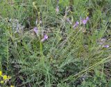 Astragalus macropus