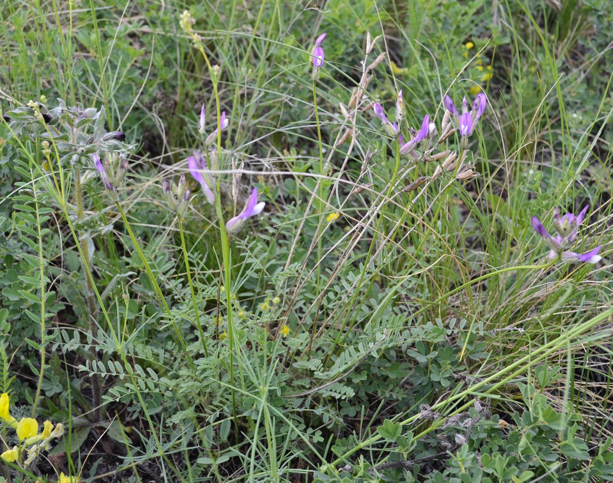 Изображение особи Astragalus macropus.