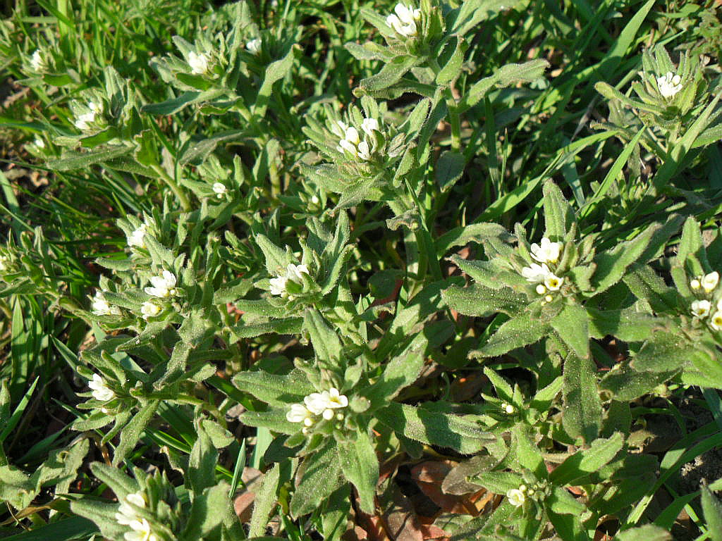 Image of Buglossoides rochelii specimen.