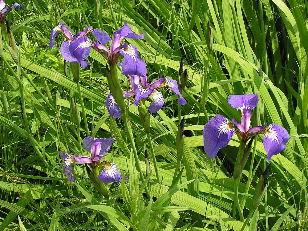 Image of Iris setosa specimen.