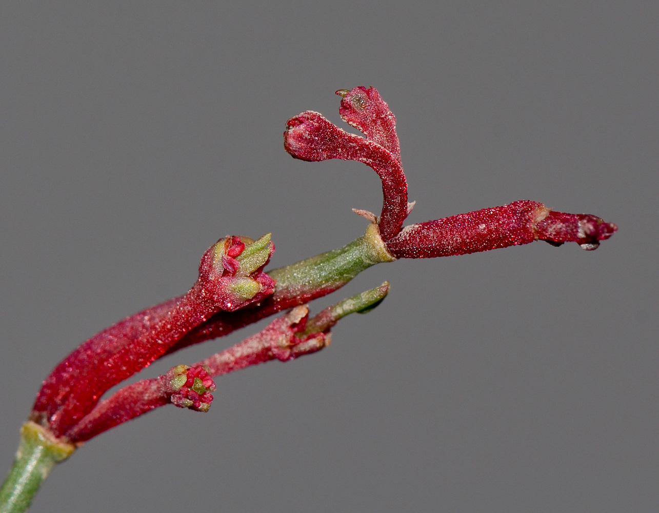 Image of Calligonum polygonoides specimen.