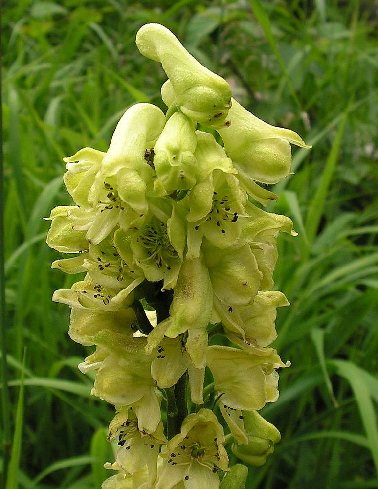 Изображение особи Aconitum crassifolium.