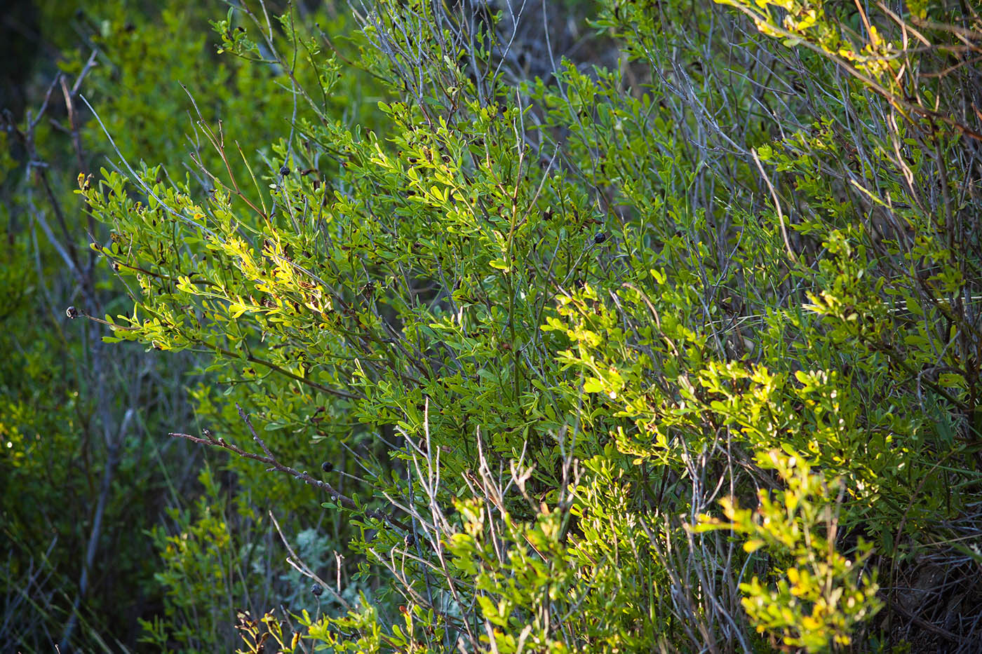 Image of Jasminum fruticans specimen.