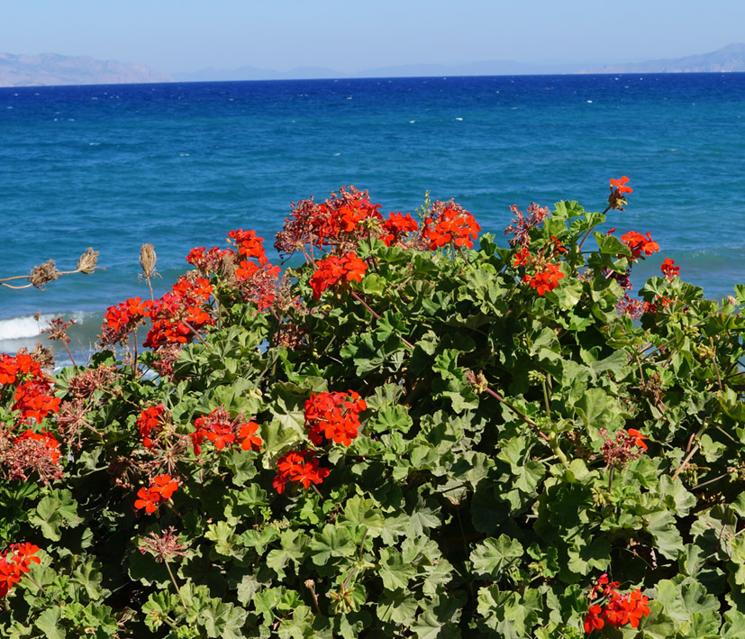 Изображение особи Pelargonium hortorum.