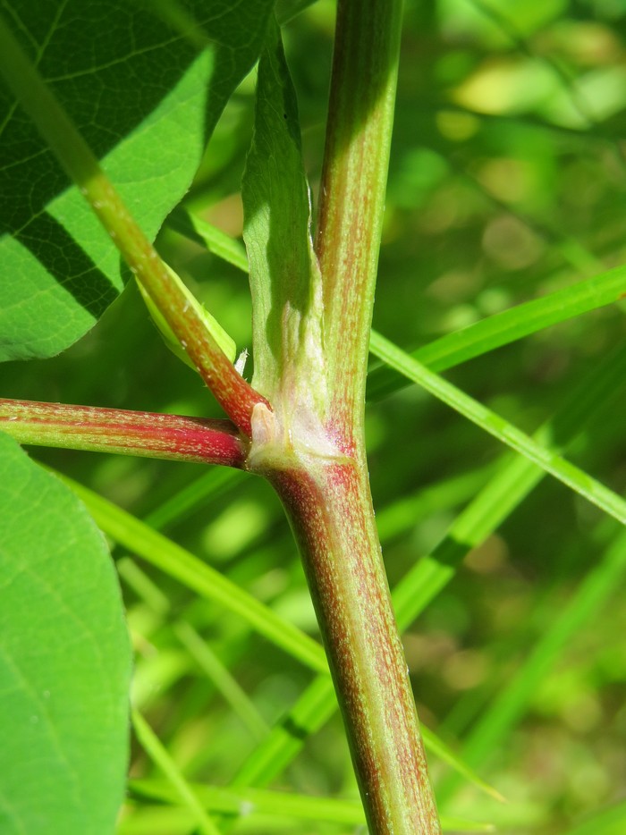 Image of Astragalus glycyphyllos specimen.