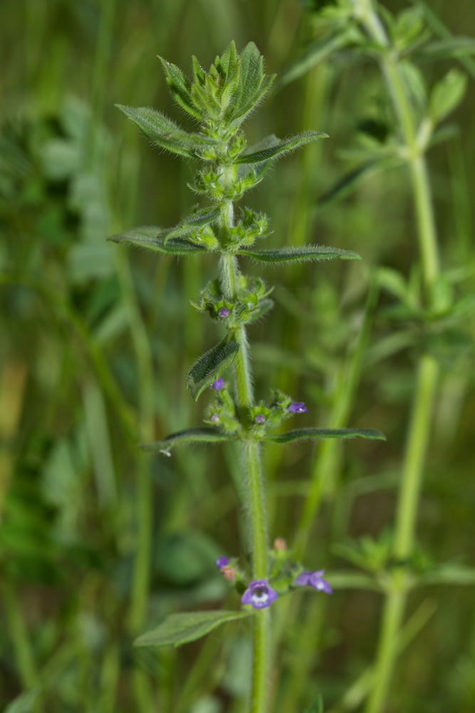 Image of Ziziphora acinos specimen.