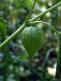 Physalis angulata. Часть побега с плодом (видна яйцевидная чашечка, внутри которой заключена шаровидная ягода). Узбекистан, г. Ташкент, Ботанический сад им. Ф.Н. Русанова. 17.08.2008.