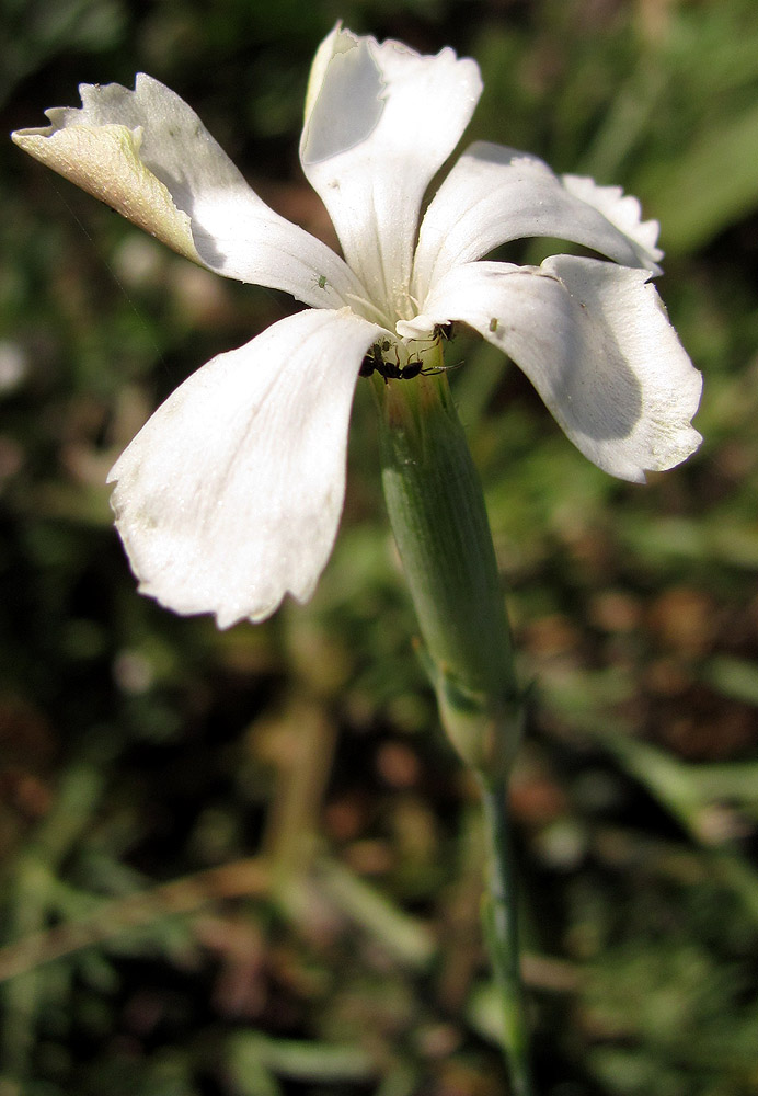 Image of Dianthus lanceolatus specimen.