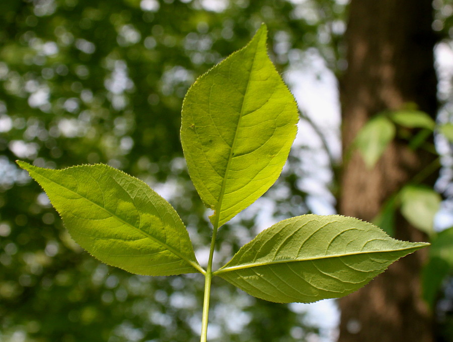 Изображение особи Staphylea trifolia.