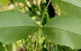 Carya tomentosa. Основания сегментов сложного листа (нижняя сторона). Германия, г. Дюссельдорф, Ботанический сад университета. 02.06.2014.