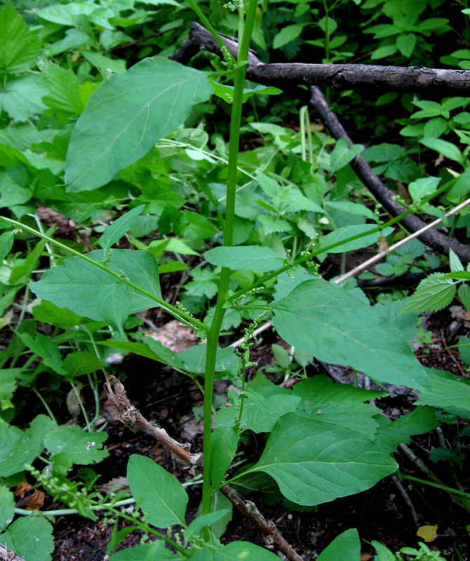 Изображение особи Lipandra polysperma.