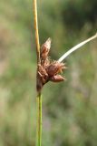 Bolboschoenus planiculmis
