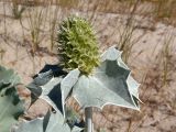 Eryngium maritimum. Отцветающее соцветие. Украина, Запорожская обл., Бердянский р-н, г. Бердянск, Бердянская коса, прибрежная зона. 01.08.2014.