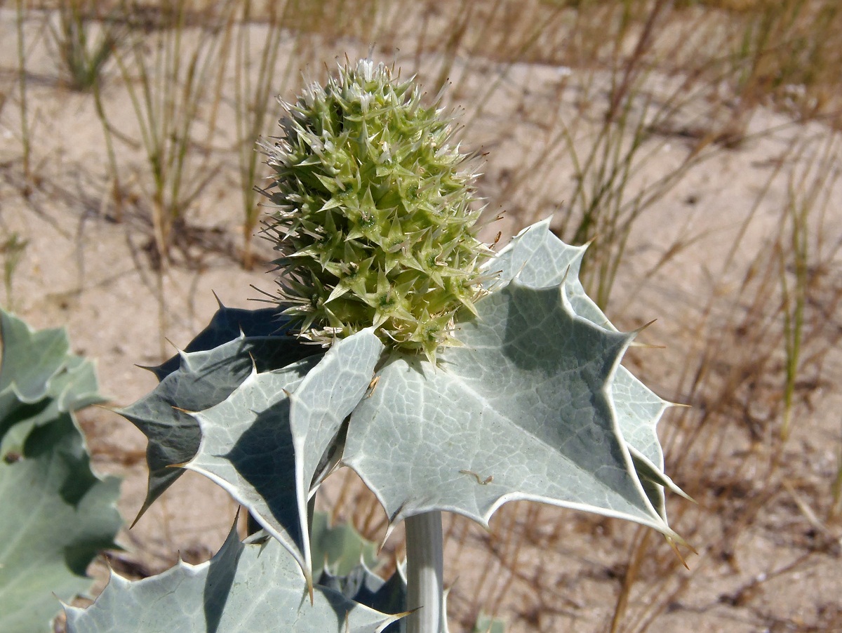 Image of Eryngium maritimum specimen.