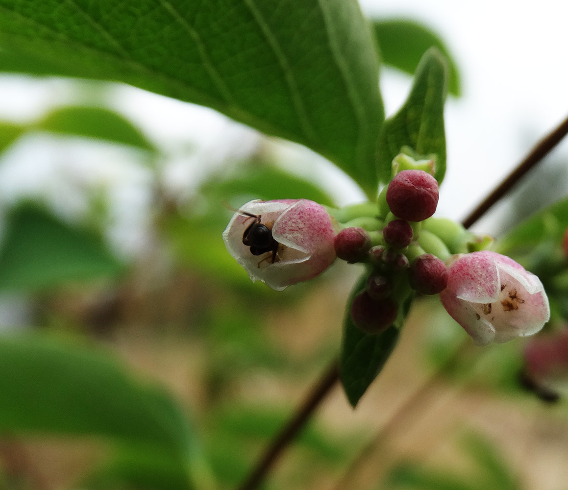 Изображение особи Symphoricarpos albus var. laevigatus.