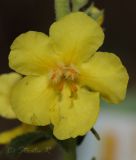 Verbascum phlomoides