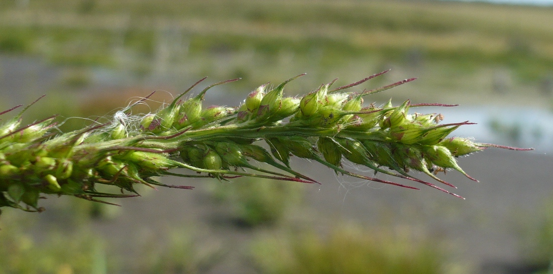 Image of Echinochloa crus-galli specimen.