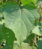 Clerodendrum bungei
