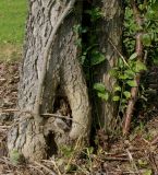 Celtis tournefortii. Комлевая часть многоствольного растения. Германия, г. Дюссельдорф, Ботанический сад университета. 04.09.2014.