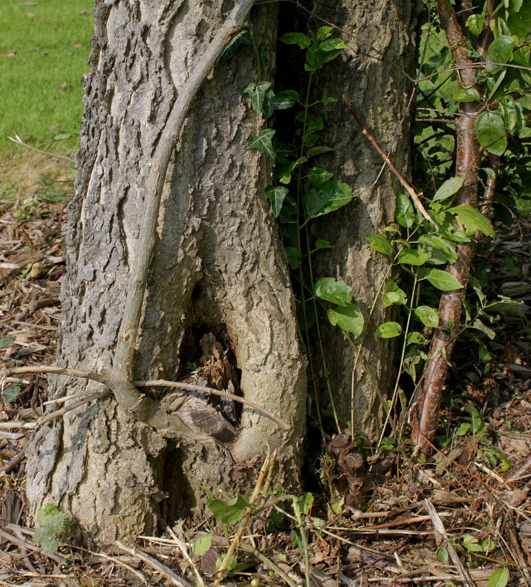 Image of Celtis tournefortii specimen.