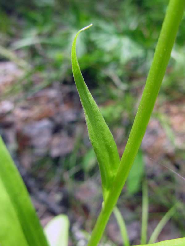 Изображение особи Gymnadenia conopsea.