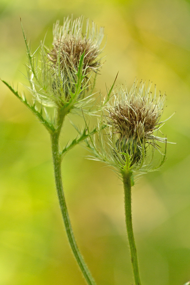 Изображение особи Cirsium obvallatum.
