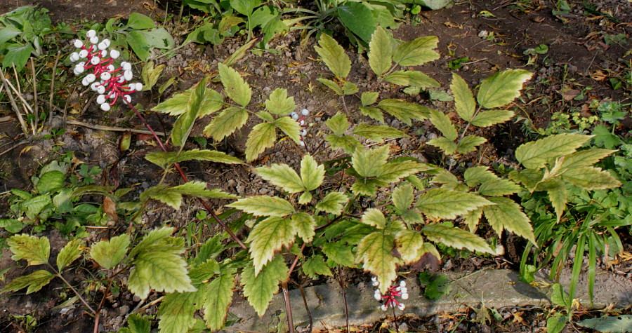 Image of Actaea pachypoda specimen.