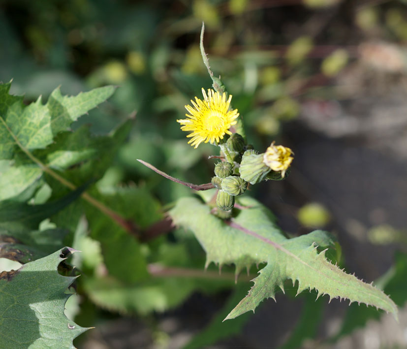 Изображение особи Sonchus oleraceus.