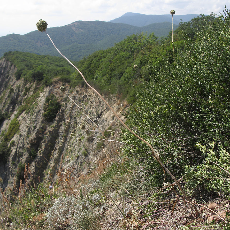Image of Allium atroviolaceum specimen.