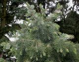 Picea breweriana. Верхняя часть кроны молодого растения. Германия, г. Крефельд, Ботанический сад. 06.09.2014.