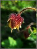 Geum rivale