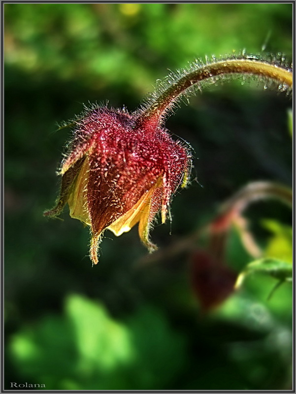 Image of Geum rivale specimen.