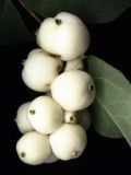 Symphoricarpos albus разновидность laevigatus