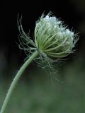 Daucus carota. Верхушка побега с соцветием. Белгородская обл., пос. Борисовка, дендрарий заповедника. 28.06.2009.