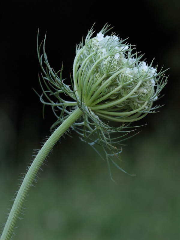 Image of Daucus carota specimen.