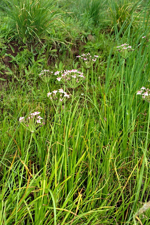 Изображение особи Butomus umbellatus.