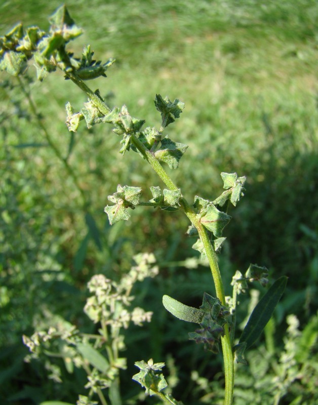 Изображение особи Atriplex patula.