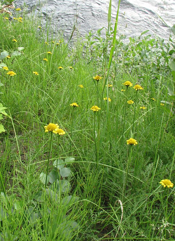 Image of Tanacetum bipinnatum specimen.